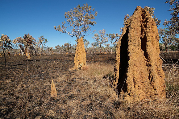 This structure was built without any sort of direction, termites just take environmental cues and simple chemical cues to let them know what to do next.
