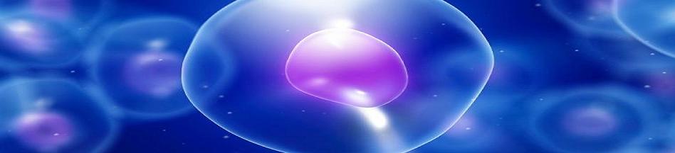 stem_cell_rev