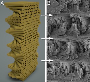 Image credit goes to: University of California - Riverside