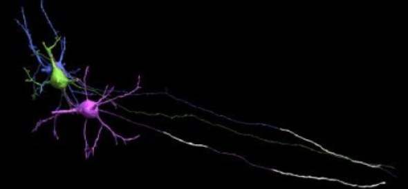 This is a computer image of three neurons showing differences in myelin. Credit: Daniel Berger and Giulio Tomassy/Harvard University