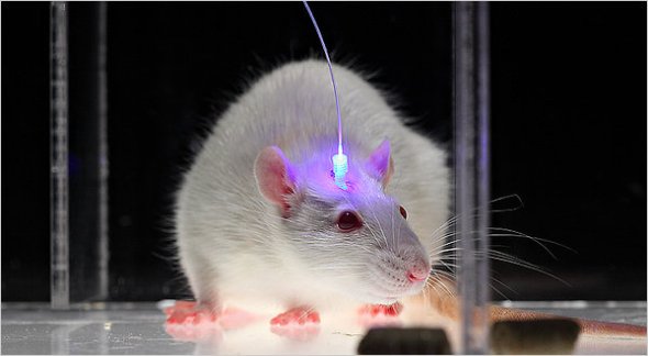 Photo credit: John Carnett/Popular Science - Optogenetics, tested in rodents, can control electrical activity in a few carefully selected neurons.