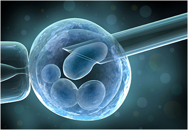Stem cell