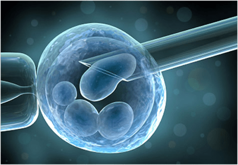 Stem cell