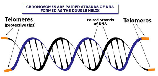 A graphic to show what a telomere is.