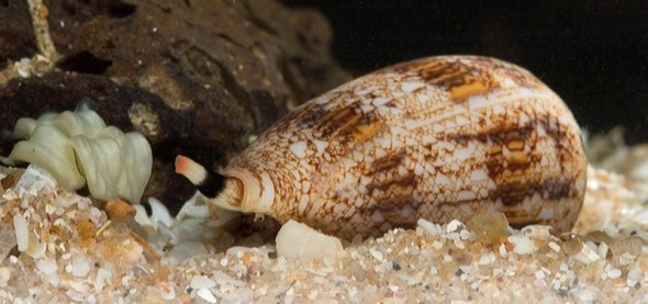 sea snail venom