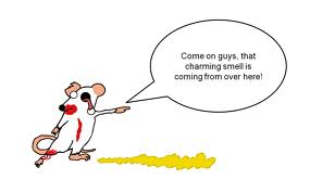 Yummy, yummy cat urine!!