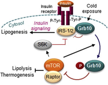 mTORC1 pathway