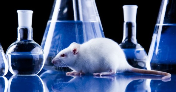 rat lab