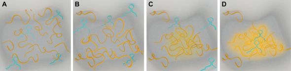 Photo credit: The paper cited below. Assemblage formation leads to emergent properties of protein and RNA binding. This series of panels (A–D) demonstrates that an increase in the local concentration of protein (yellow ribbons) in regions of a cell can result in a phase transition (yellow haze) to form an assemblage once a critical concentration has been reached. A phase separated assemblage can be formed through weak homotypic or heterotypic interactions and allows exchange of constituent molecules with the surrounding solution. This phase-separated material allows for the capture and interaction of other protein or RNA species (cyan molecule). (D) The final assemblage formation shows the sequestration of two RNA molecules.