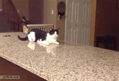 cat walking off counter