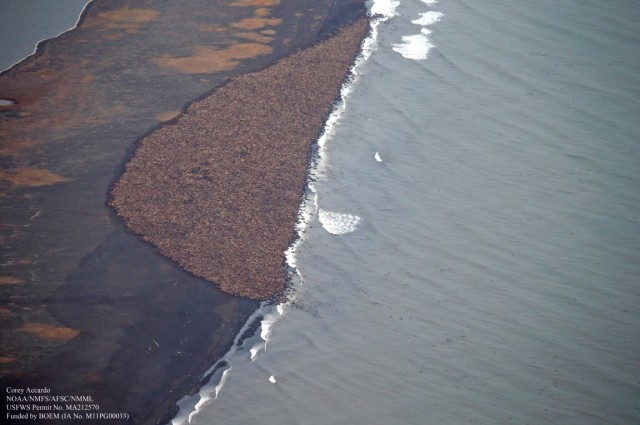An estimated 35,000 walruses are resting on land because the sea ice has melted Photo credit goes to: Corey Accardo NOAA/NMFS/AFSC/ANML.