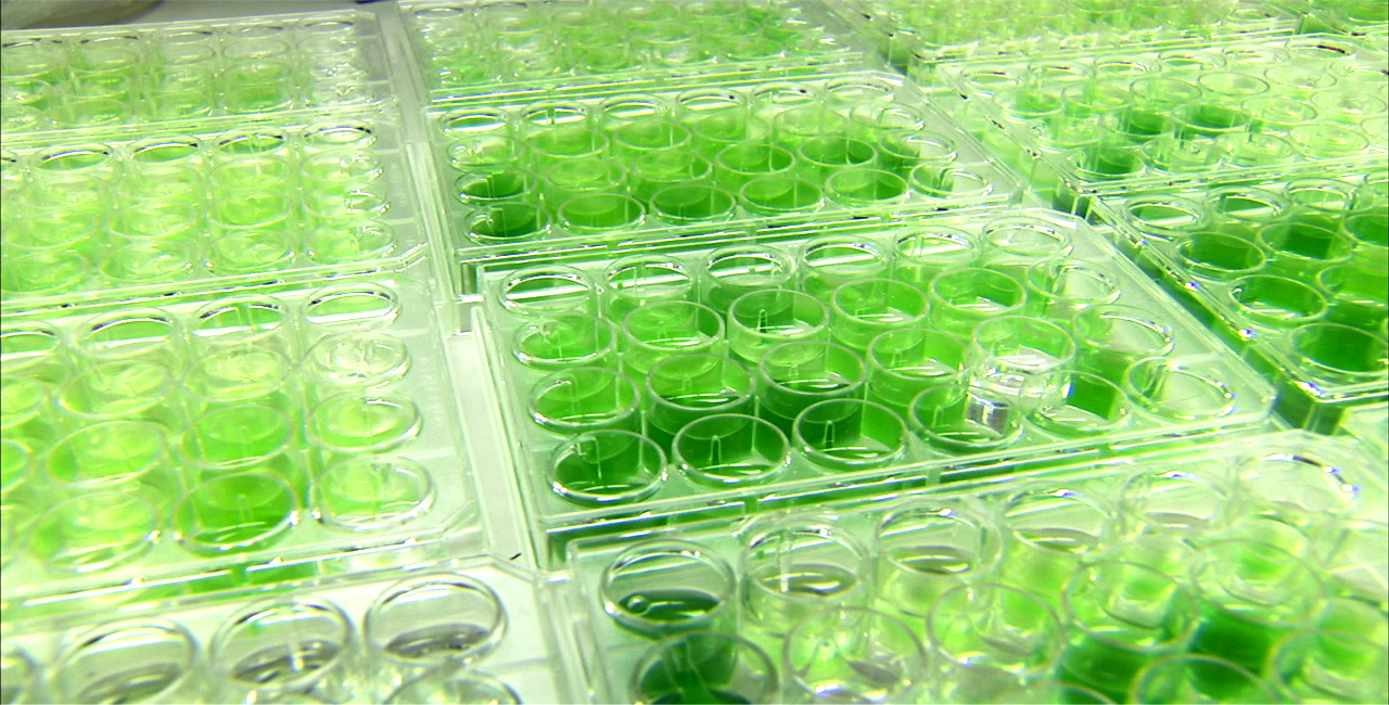 algae biofuel