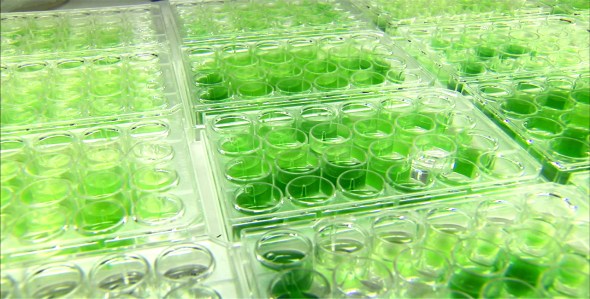 algae biofuel
