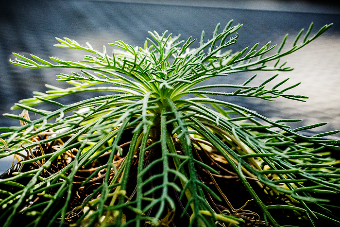 Some cultivars of the plants Arabidopsis thaliana (used in the study) and Ipomopsis aggregata (pictured here) can duplicate their genomes multiple times without undergoing cell division. Photo credit goes to: L. Brian Stauffer