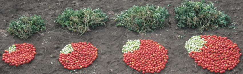 CSHL scientists have identified a set of genetic variants that can dramatically increase tomato production. On the far left is the average yield from a plant that grows standard canning tomatoes. The next three piles were produced by plants with mutations found in the toolkit. The combination of genetic mutations on the far right produces twice as many tomatoes as the standard variety. Photo credit goes to: Zachary Lippman/ Cold Spring Harbor Laboratory