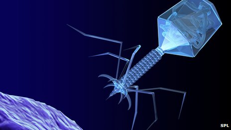 phage therapy