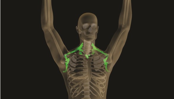 The typical areas where brown fat is stored in adults. (Unknown original source)