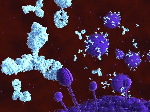 HIV broadly neutralizing antibodies