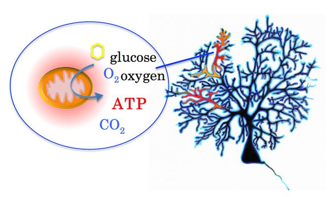 Neuron energy metabolism