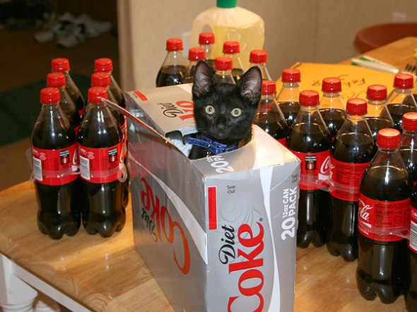diet coke cat