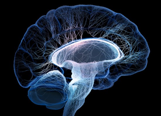 Human brain illustrated with interconnected small nerves
