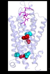  G protein-coupled receptor