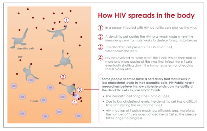 How HIV spreads