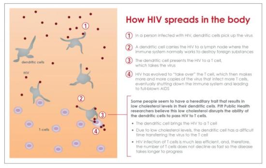 How HIV spreads