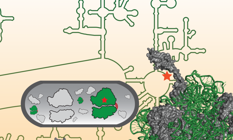 Researchers design first artificial ribosome