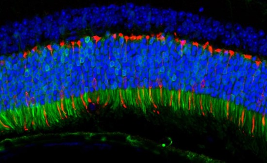 Researchers resurrect ancient viruses in hopes of improving gene therapy