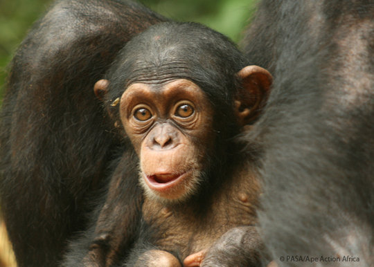 How long have primates been infected with viruses related to HIV?