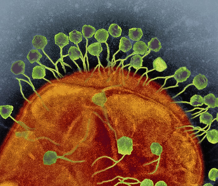 Bacteriophages attacking bacteria, TEM