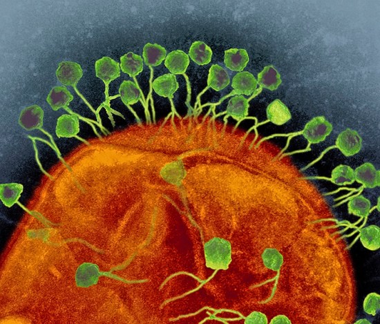 Bacteriophages attacking bacteria, TEM