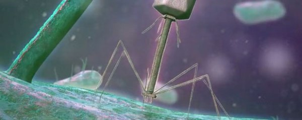 bacteriophage decontaminates baby formula