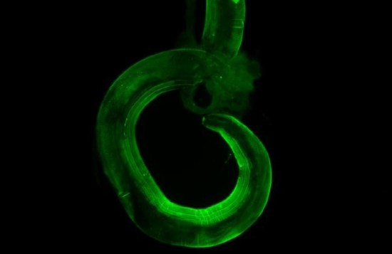 Intestinal worms 'talk' to gut bacteria to boost immune system