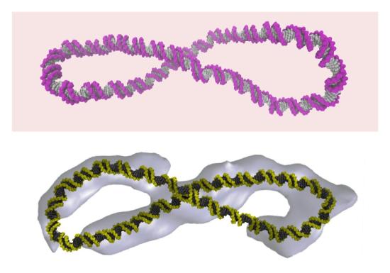 Supercoiled DNA is far more dynamic than the 'Watson-Crick' double helix