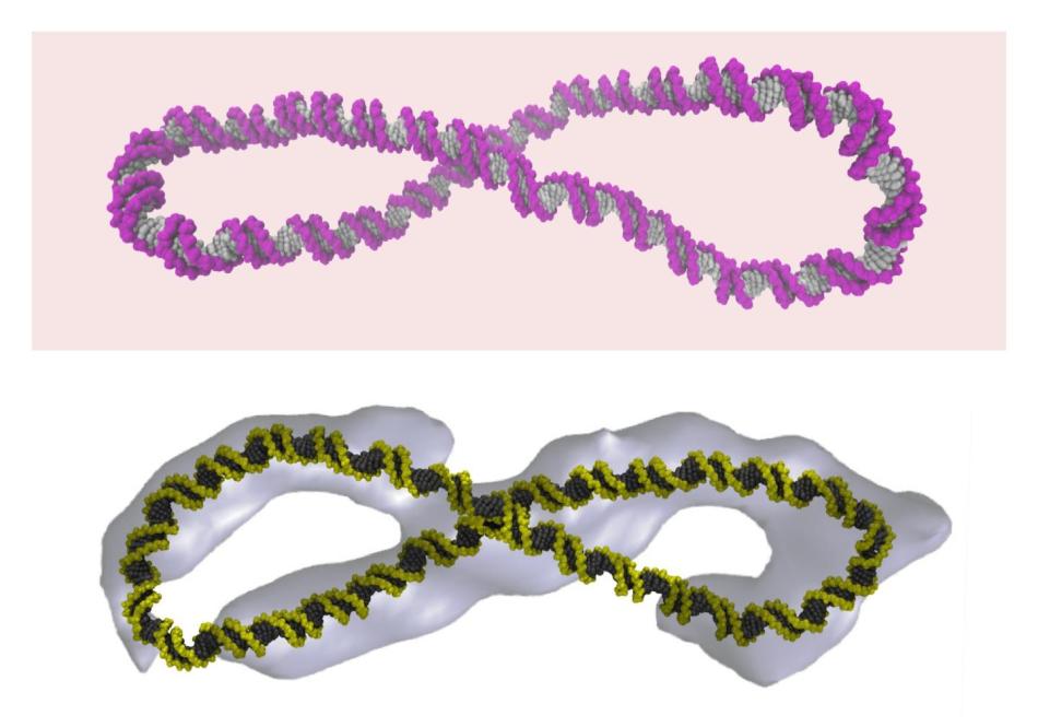 Supercoiled DNA is far more dynamic than the 'Watson-Crick' double helix