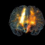 3-D footage of nematode brains links neurons with motion and behavior