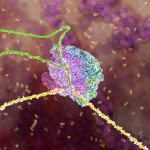 Scientists shed new light on workings of genetic regulation