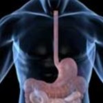 The neurons in our gut help the immune system keep inflammation in check