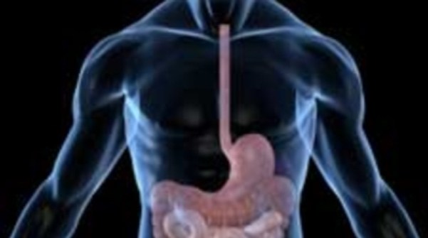 The neurons in our gut help the immune system keep inflammation in check