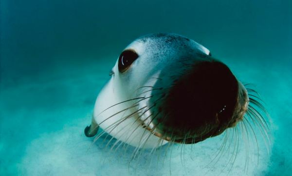 Underwater sea creatures