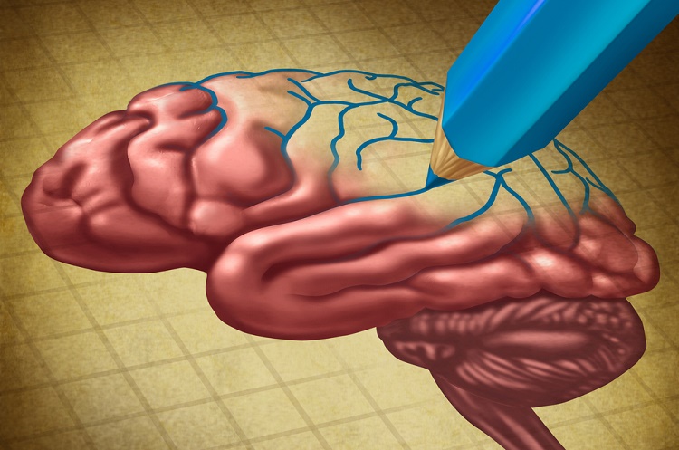 neuroplasticity or the plastic brain