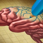 neuroplasticity or the plastic brain