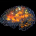 Neuron connections in the brain