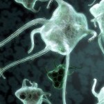 Immune system macrophage