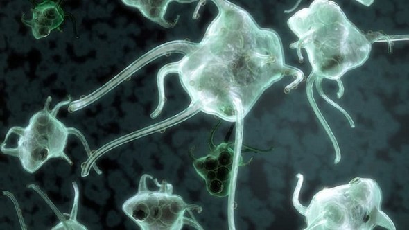 Immune system macrophage