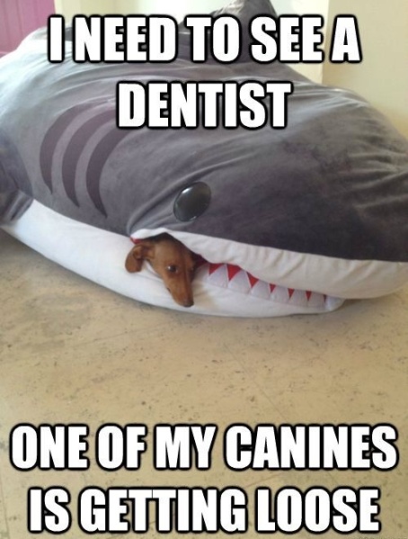 Dentist shark