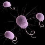 antibiotic resistance in bacteria