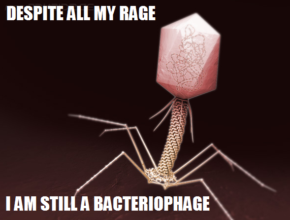 bacteriophage
